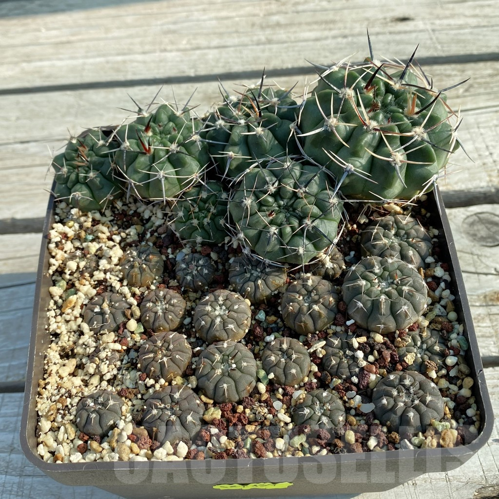 SET134 Gymnocalycium bodenbenderianum VG 686 x Gymnocalycium prochazkianum ssp. simplex VOS 13-1353a - Image 2