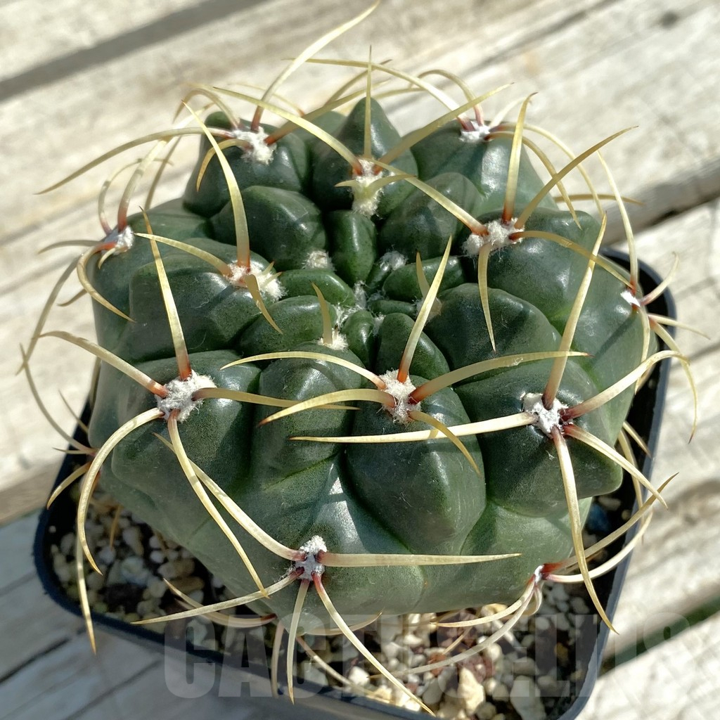 SH13496 Gymnocalycium monvillei
