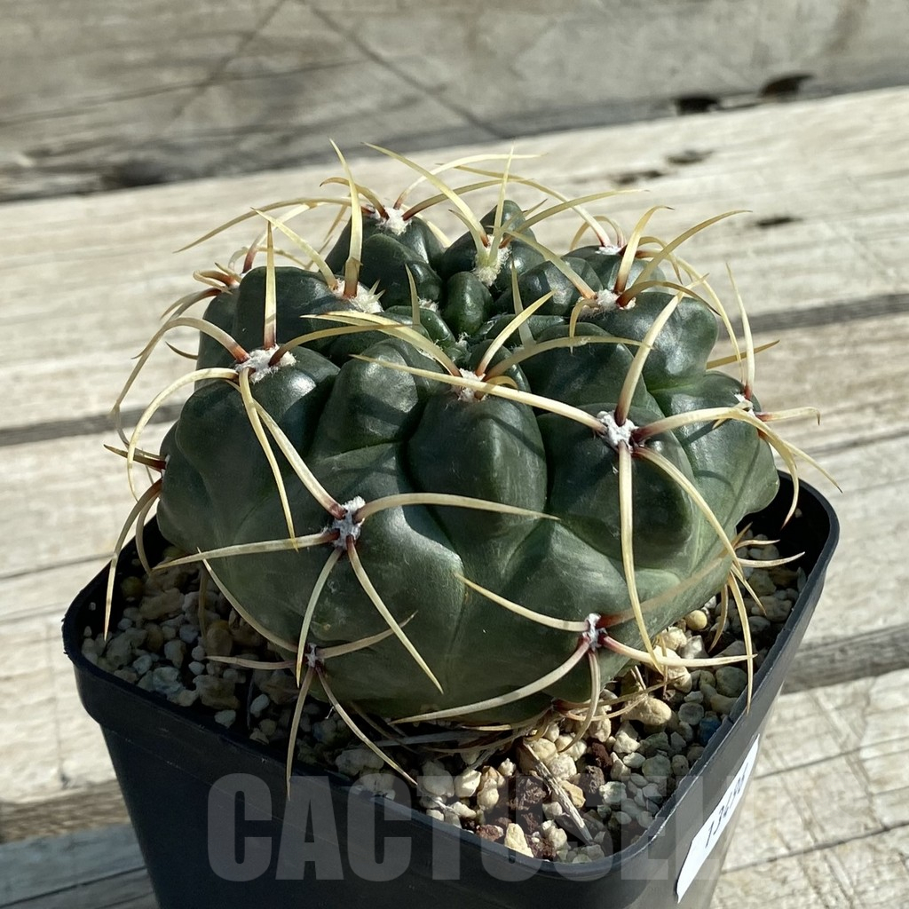 SH13496 Gymnocalycium monvillei - immagine 2