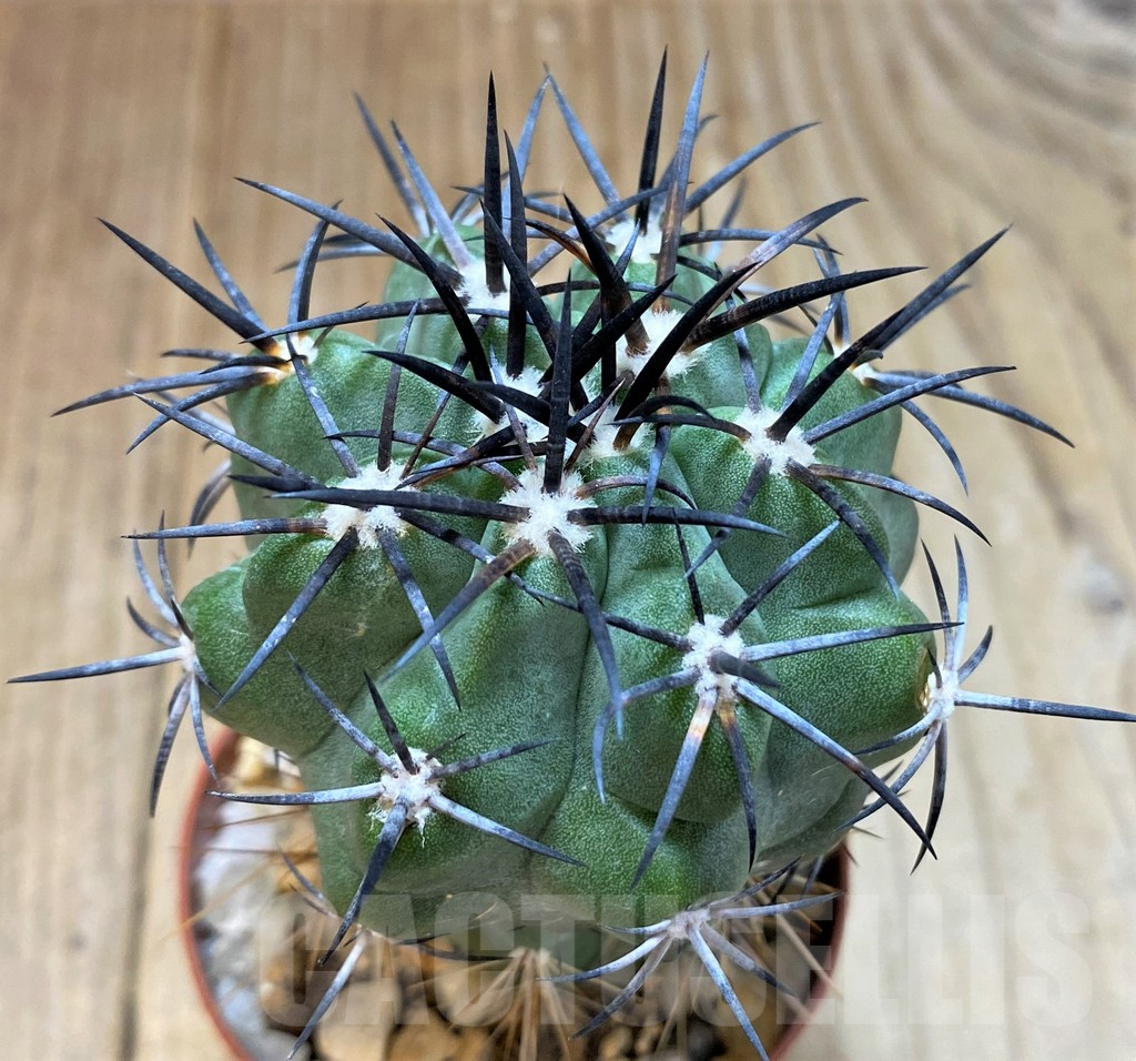 SH1286 Copiapoa coquimbana GCG 15027 , grafted