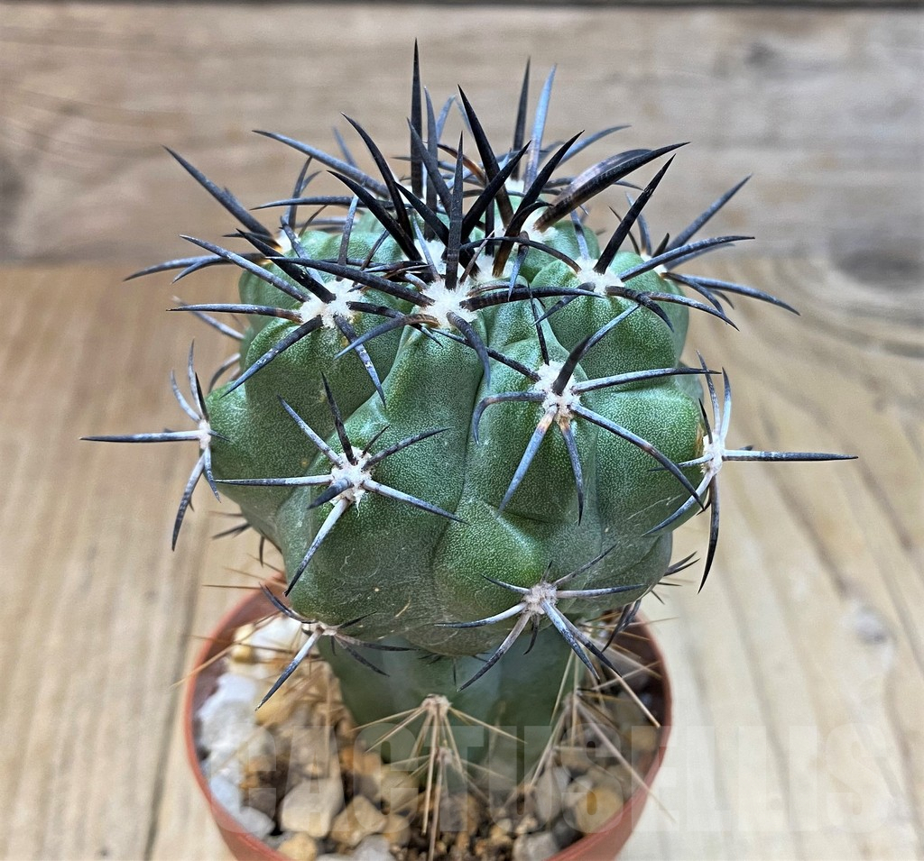 SH1286 Copiapoa coquimbana GCG 15027 , grafted - Image 2