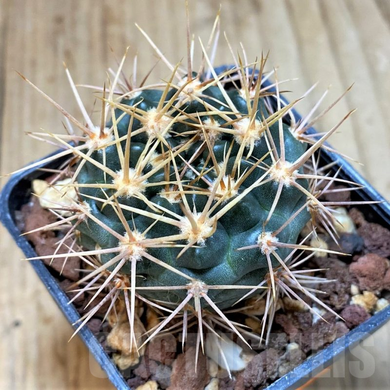 SH1298 Gymnocalycium neuhuberi yellow spines