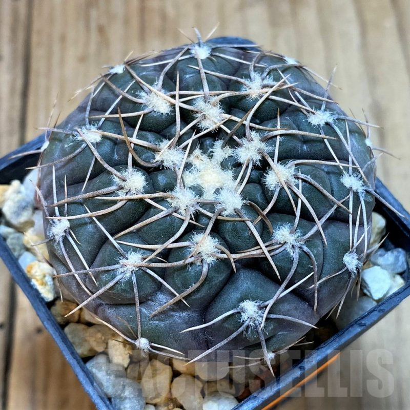SH1260 Gymnocalycium borthii ssp. nogolense VG 411