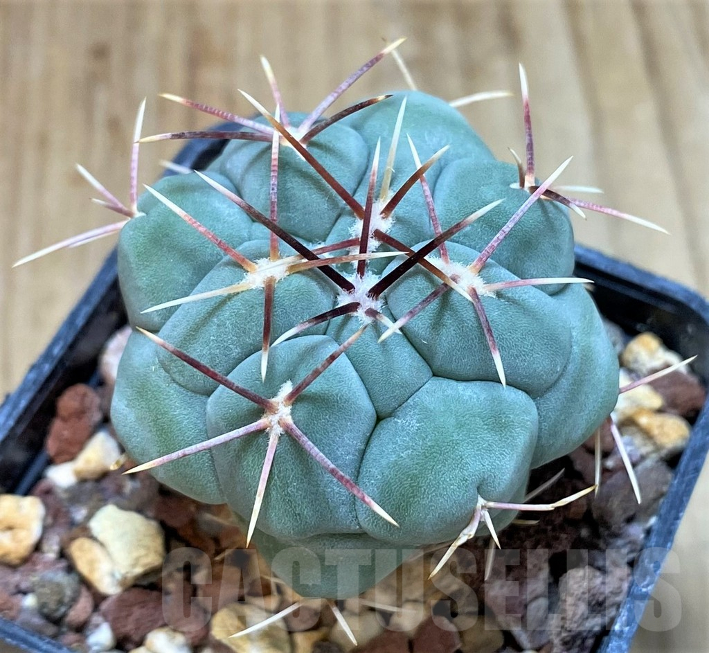 SH1262 Thelocactus hexaedrophorus v. fossulatus