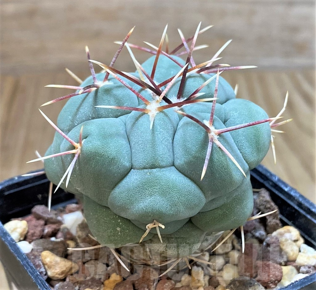 SH1262 Thelocactus hexaedrophorus v. fossulatus – Bild 2
