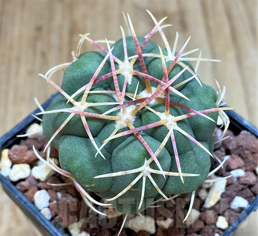 SH1264 Thelocactus hexaedrophorus v. lloydii major HK1608 -Mexico-