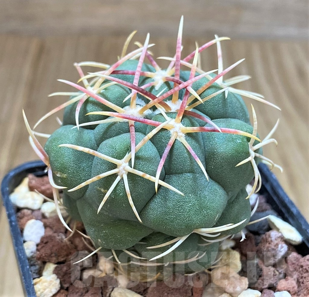 SH1264 Thelocactus hexaedrophorus v. lloydii major HK1608 -Mexico- - Зображення 2