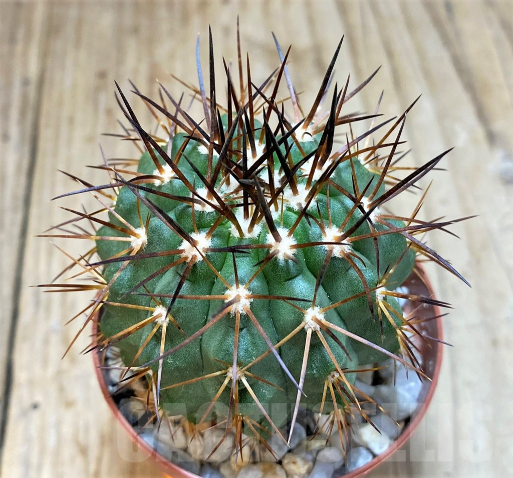 SH1266 Copiapoa calderana v. spinosior GCG 15019 , grafted