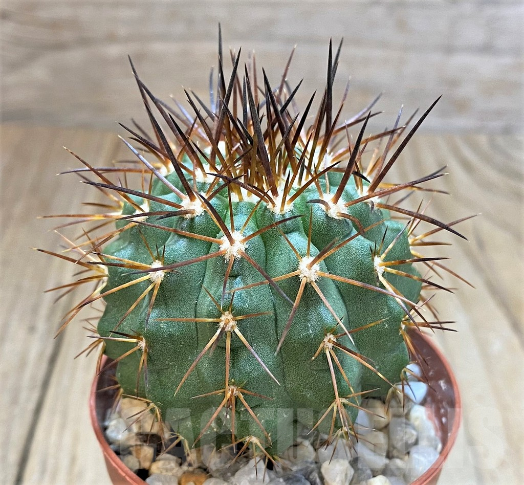 SH1266 Copiapoa calderana v. spinosior GCG 15019 , grafted - Зображення 2