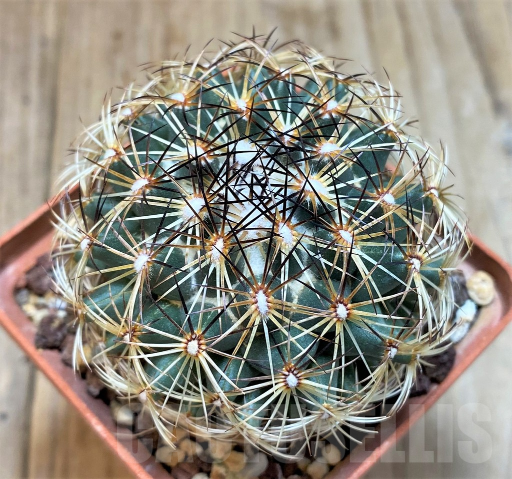 SH1283 Coryphantha panarottoi Z173 -Mexico- old 10 years