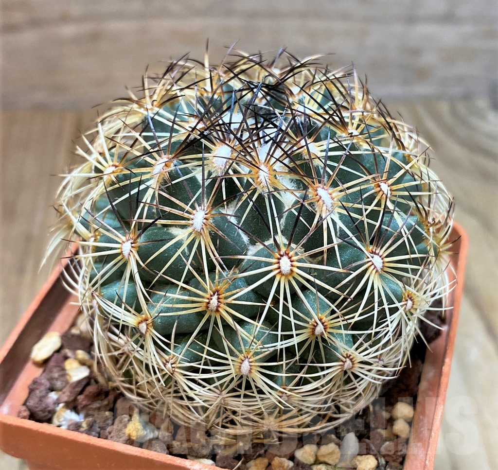 SH1283 Coryphantha panarottoi Z173 -Mexico- old 10 years - immagine 2