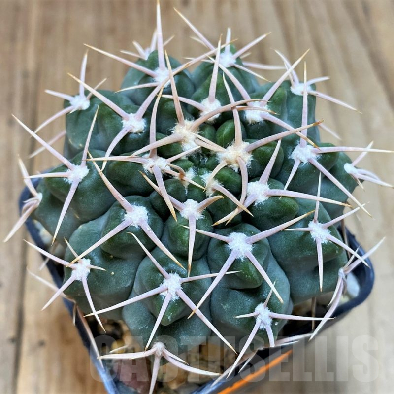 SH1285 Gymnocalycium intermedium P113 -Argentina-