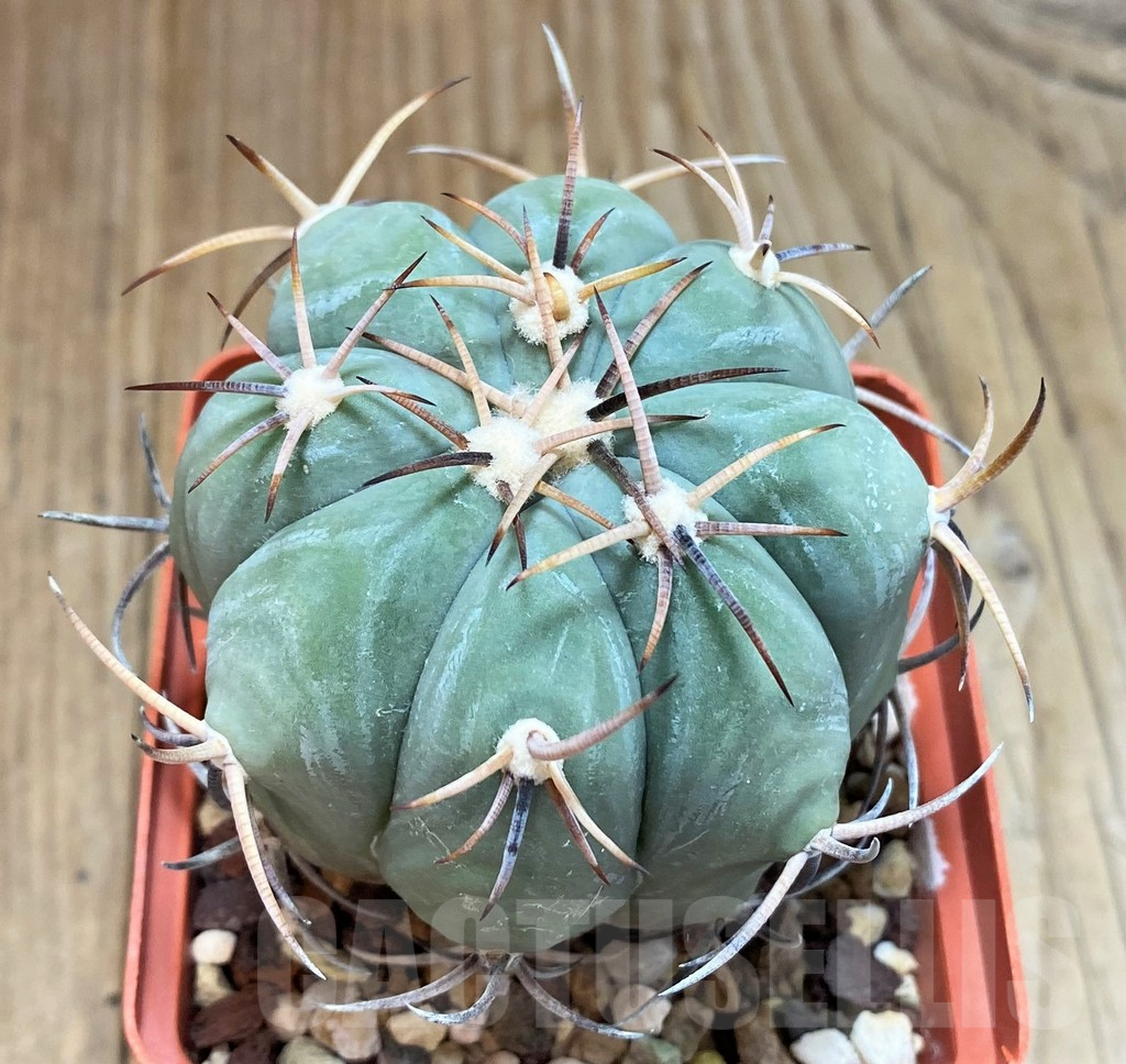 SH1402 Echinocactus horizonthalonius, grafted