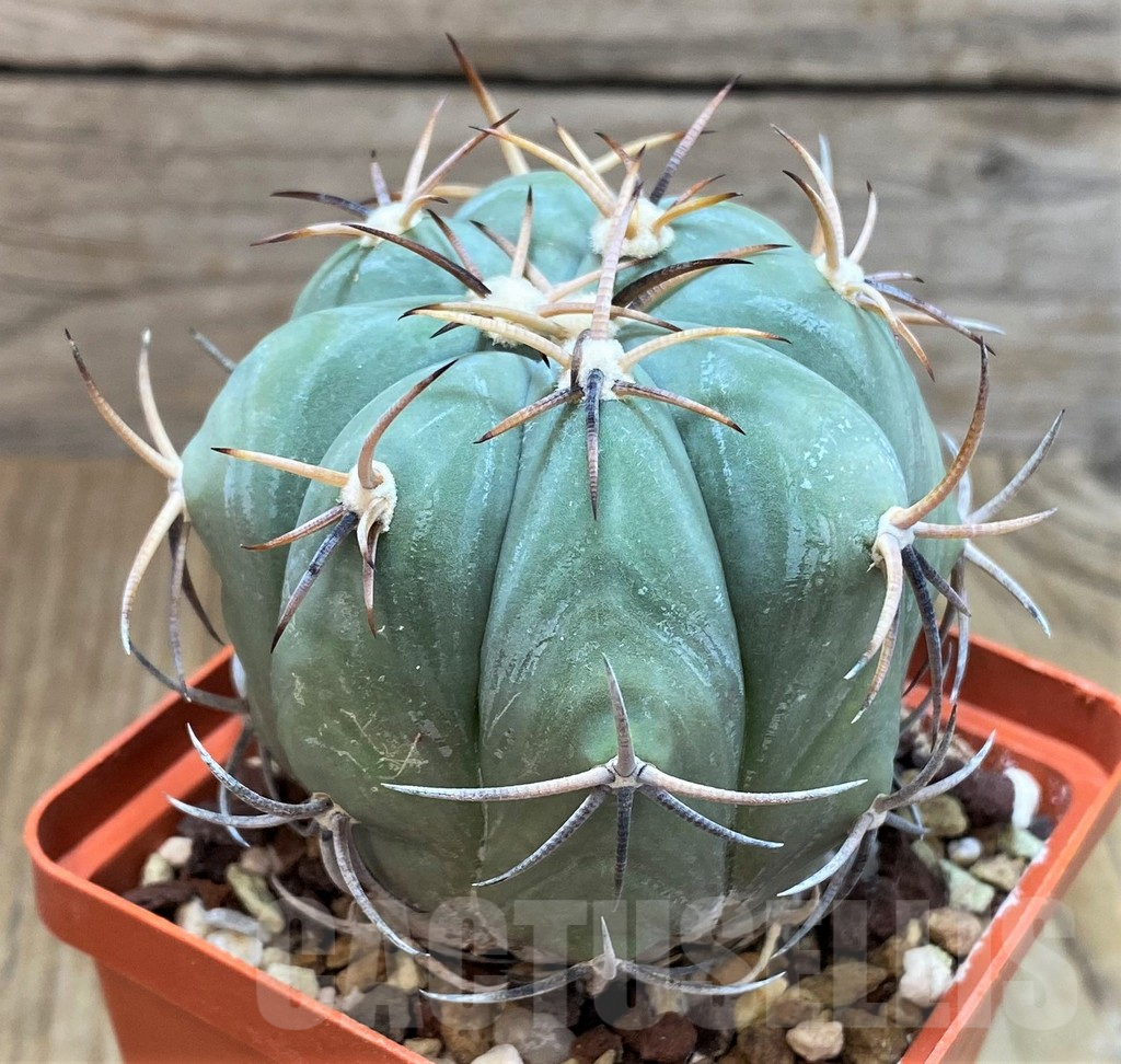 SH1402 Echinocactus horizonthalonius, grafted - Imagen 2