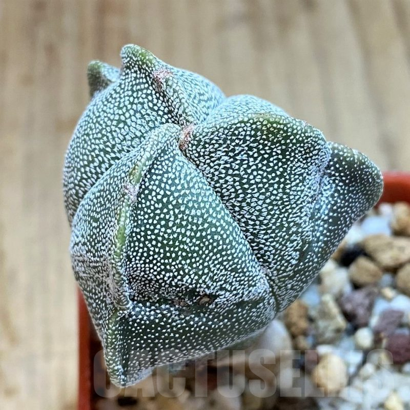 SH1436 Astrophytum myriostigma f. tricostatum