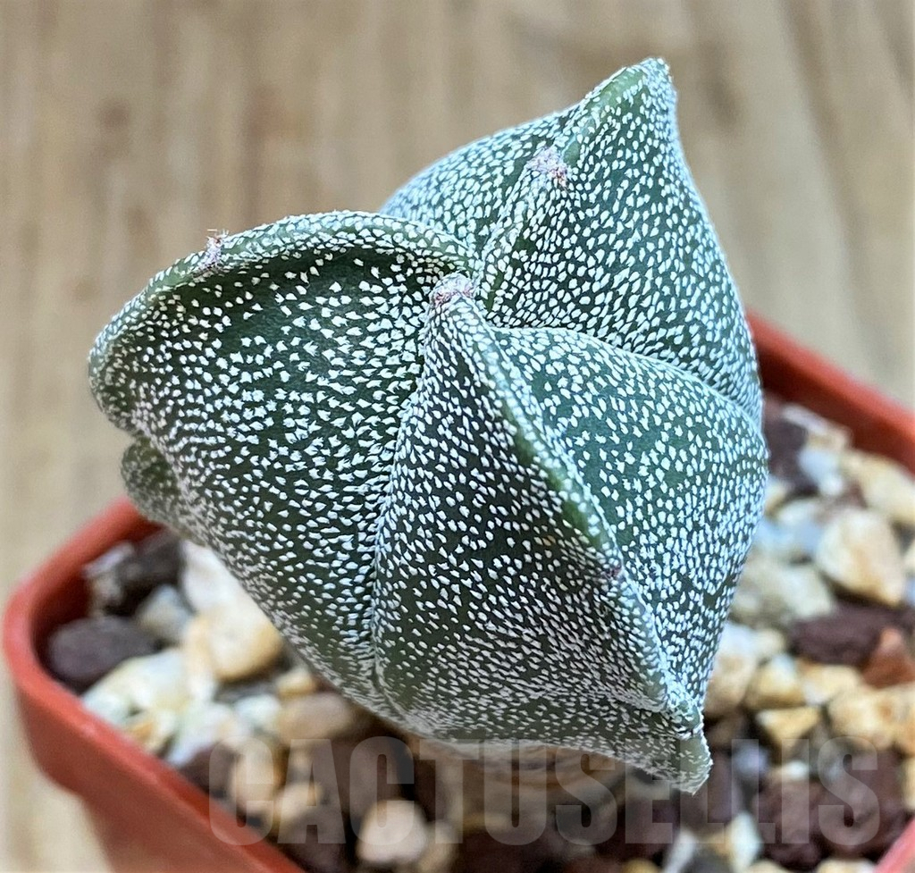 SH1437 Astrophytum myriostigma f. tricostatum