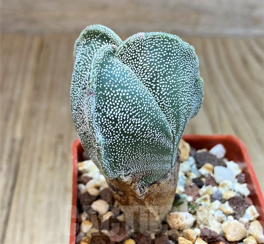 SH1437 Astrophytum myriostigma f. tricostatum - Image 2