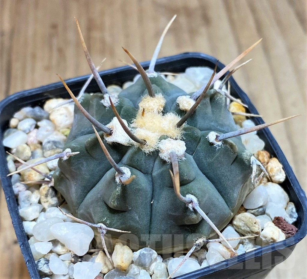 SH1441 Gymnocalycium vatteri -Long spines- - Зображення 2
