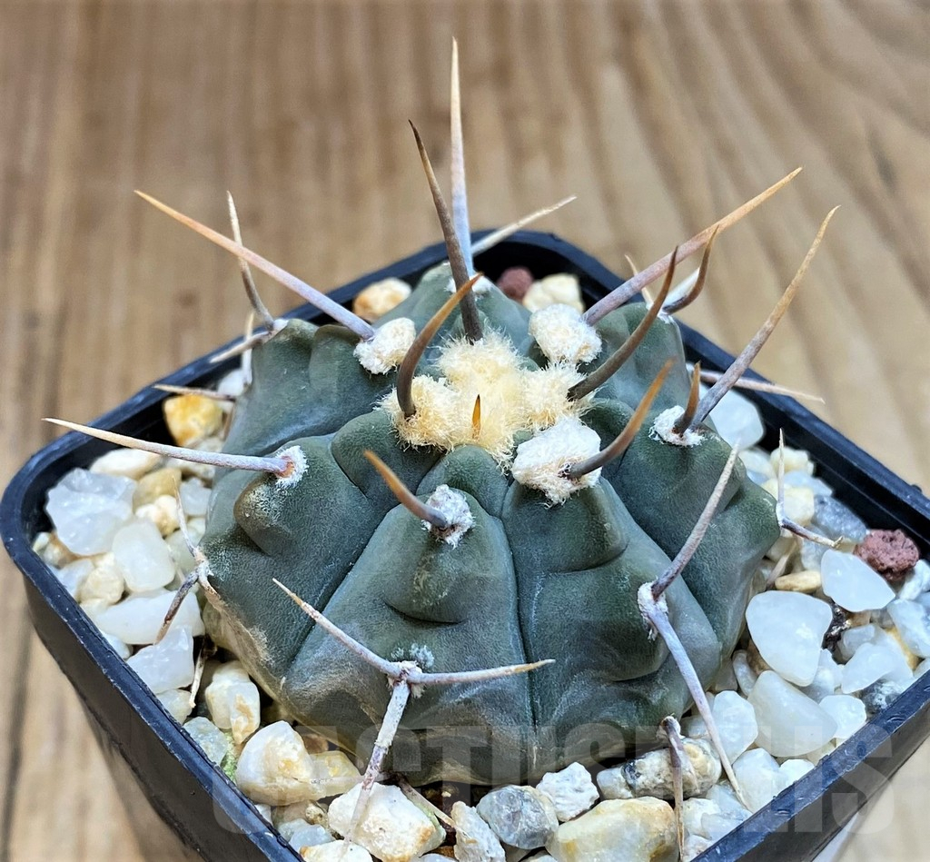 SH1441 Gymnocalycium vatteri -Long spines-