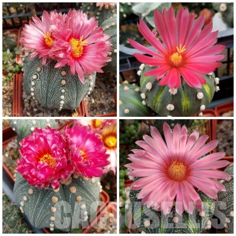 LOT156 10 SEEDS Astrophytum asterias 'Akabana' 2025