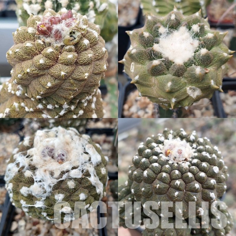 LOT309 10 SEEDS Copiapoa hypogaea 'Lizard Skin' 2024