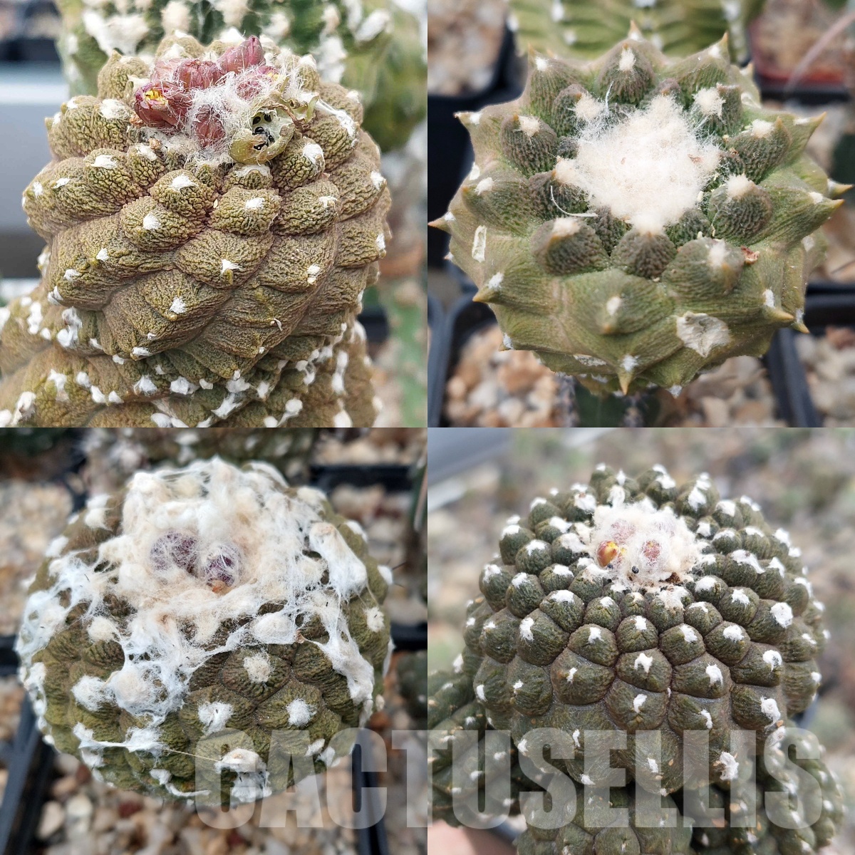 LOT309 10 SEEDS Copiapoa hypogaea 'Lizard Skin' 2024