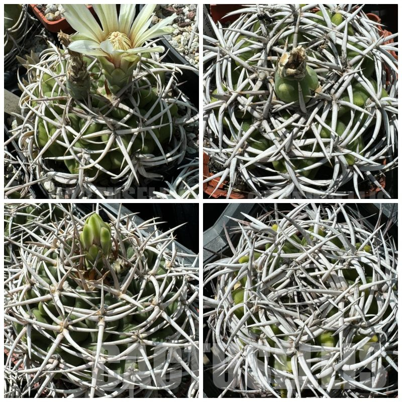 LOT53 20 SEEDS Gymnocalycium ferocior 2025