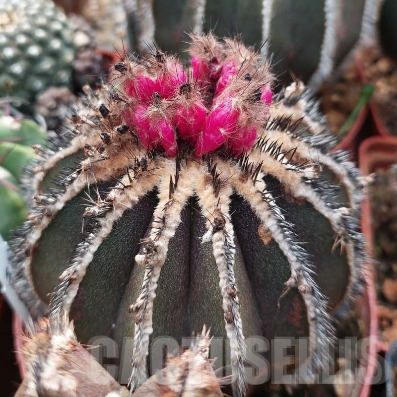 LOT560 10 SEEDS Uebelmannia pectinifera 2024