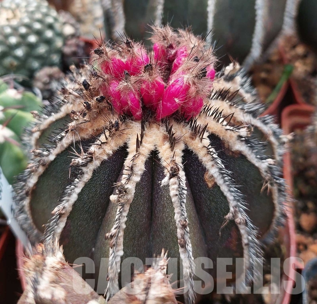 LOT560 10 SEEDS Uebelmannia pectinifera 2024