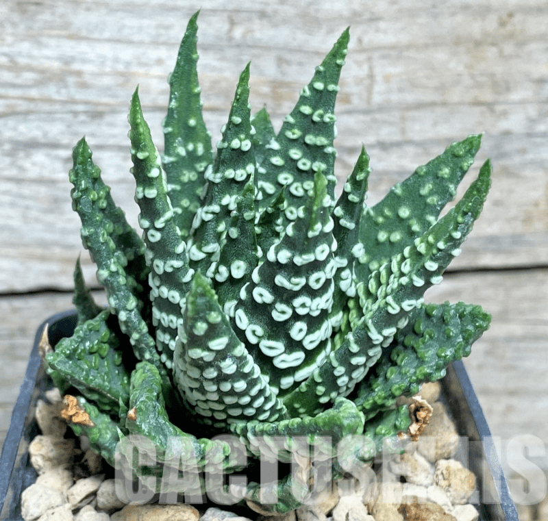LOT62 10 SEEDS Haworthia pumila ‘Donut’ 2024