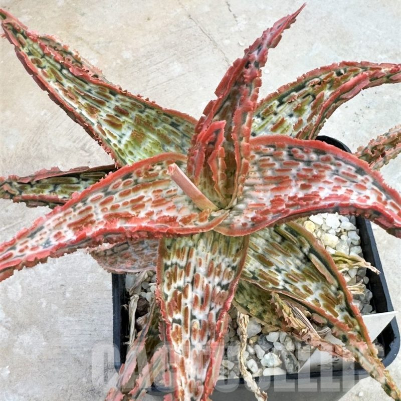 LOT642 20SEEDS Aloe EN49 harvest 2024
