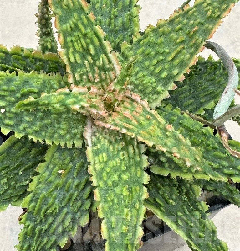 LOT652 10SEEDS Aloe EN62 harvest 2024