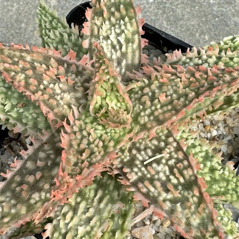 LOT709 10SEEDSAloe N12  harvest 2024