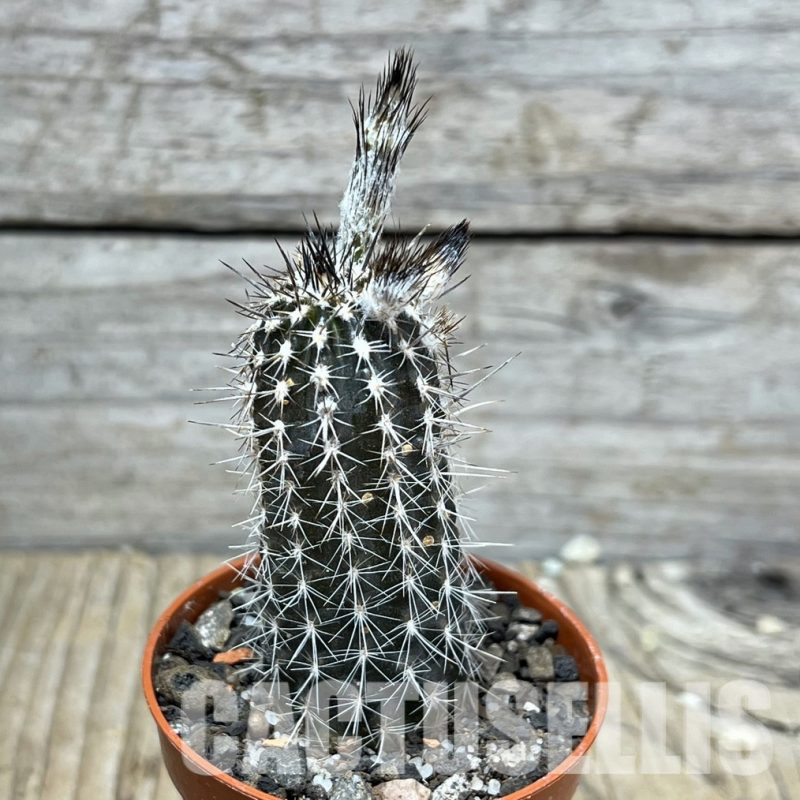 LOT710  20 SEEDS Setiechinopsis mirabilis 2024
