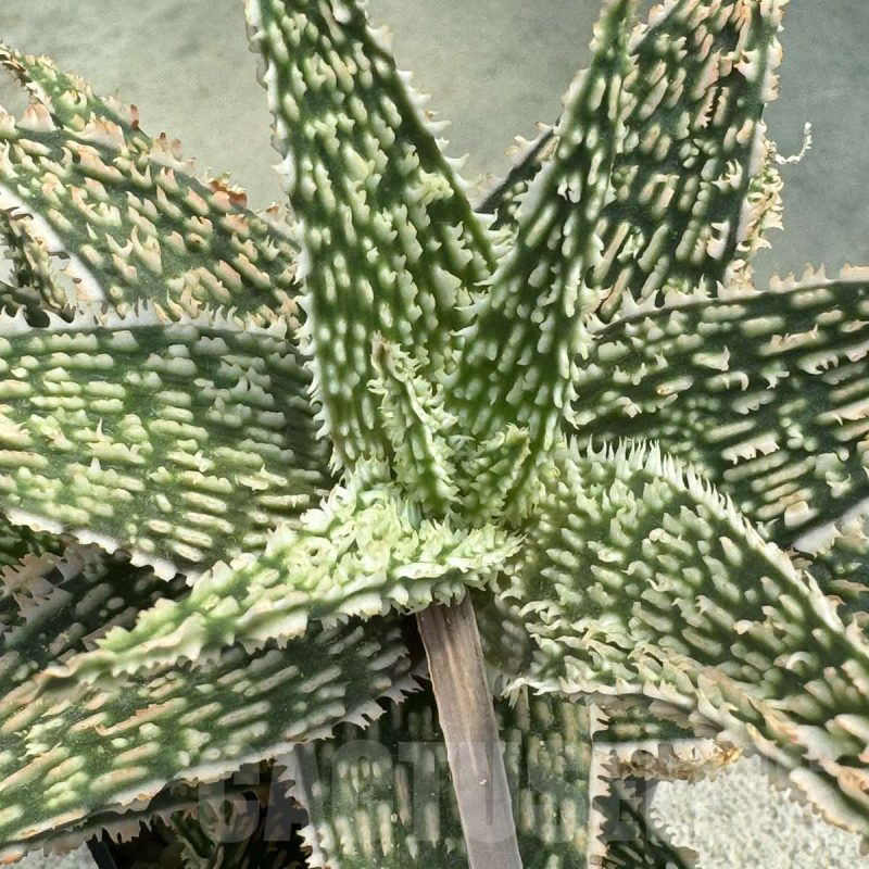 LOT714  20SEEDS Aloe N35 harvest 2024