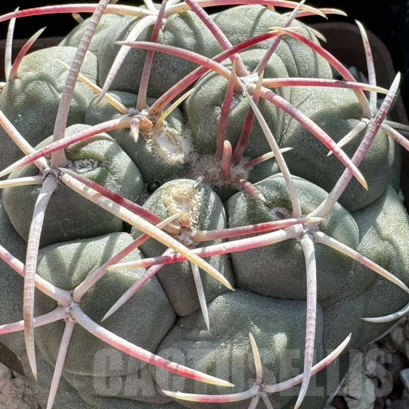 LOT719 10 SEEDS Thelocactus hexaedrophorus FH 63 2024