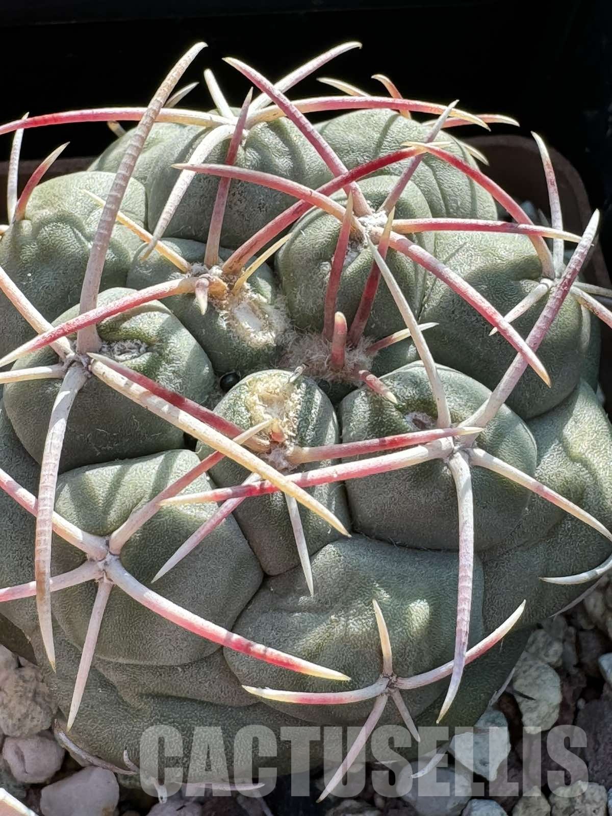 LOT719 10 SEEDS Thelocactus hexaedrophorus FH 63 2024