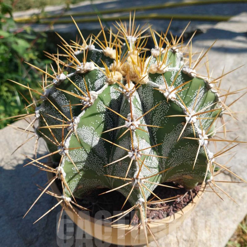 LOT725 10 SEEDS Astrophytum ornatum Rio Bagres 2024