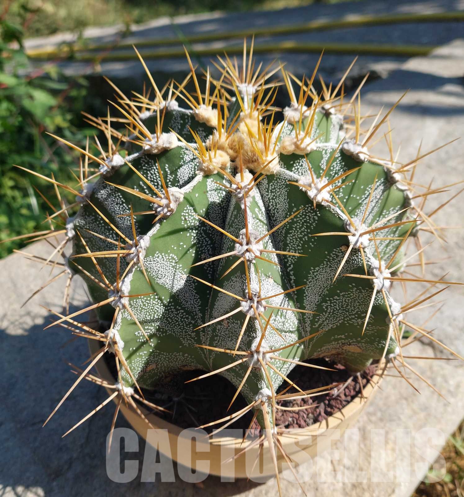 LOT725 10 SEEDS Astrophytum ornatum Rio Bagres 2024