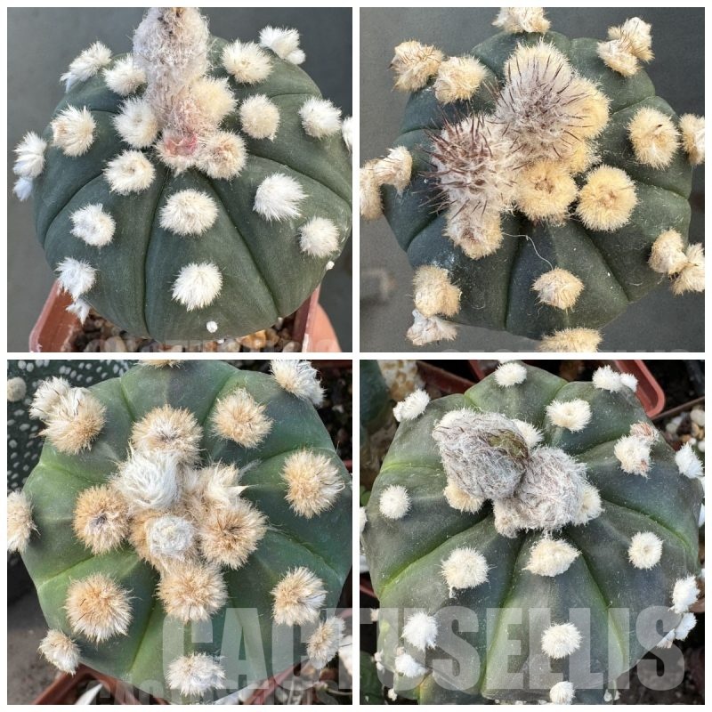 LOT726 10 SEEDS Astrophytum asterias 'Ooibo' hybrid 2025