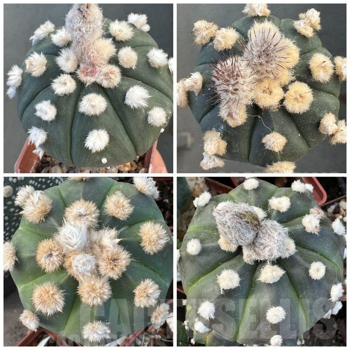 LOT726 10 SEEDS Astrophytum asterias 'Ooibo' hybrid 2025