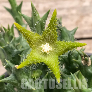 SHPR30269 Orbea dummeri