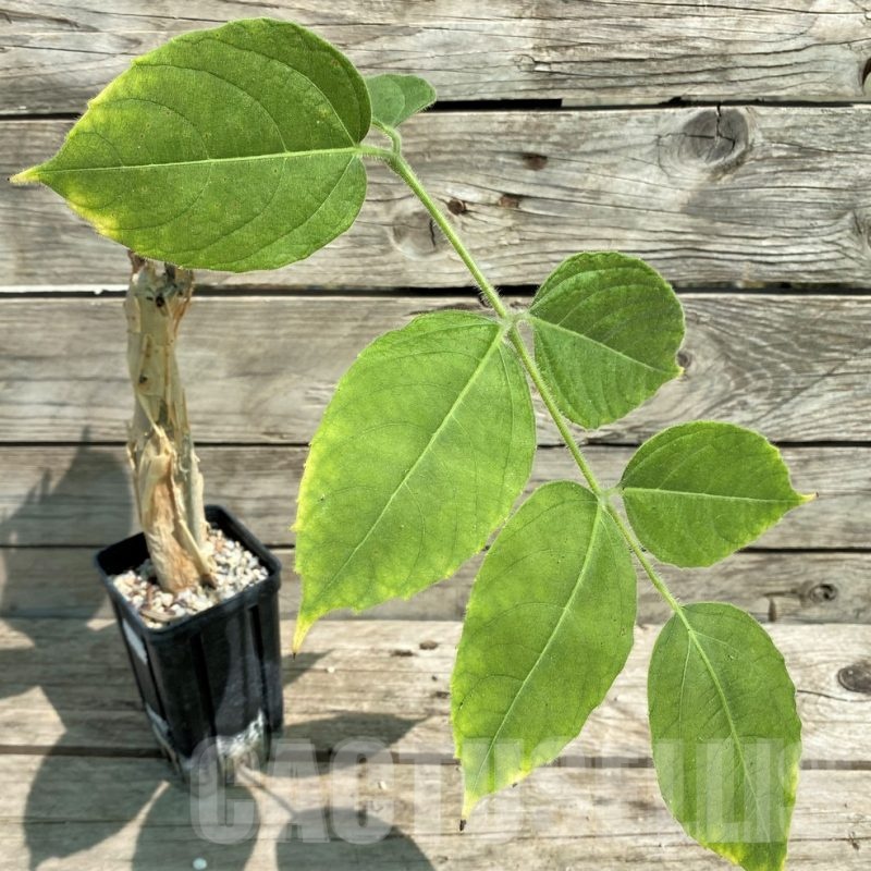 SHPR29754 Cyphostemma sakalava -Madagascar-