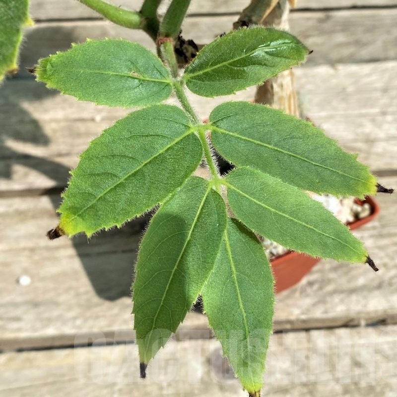 SHPR29755 Cyphostemma sakalava -Madagascar-