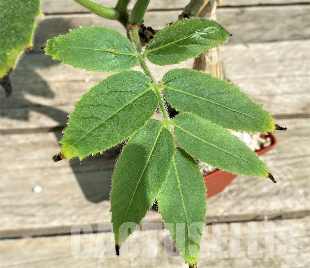 SHPR29755 Cyphostemma sakalava -Madagascar-