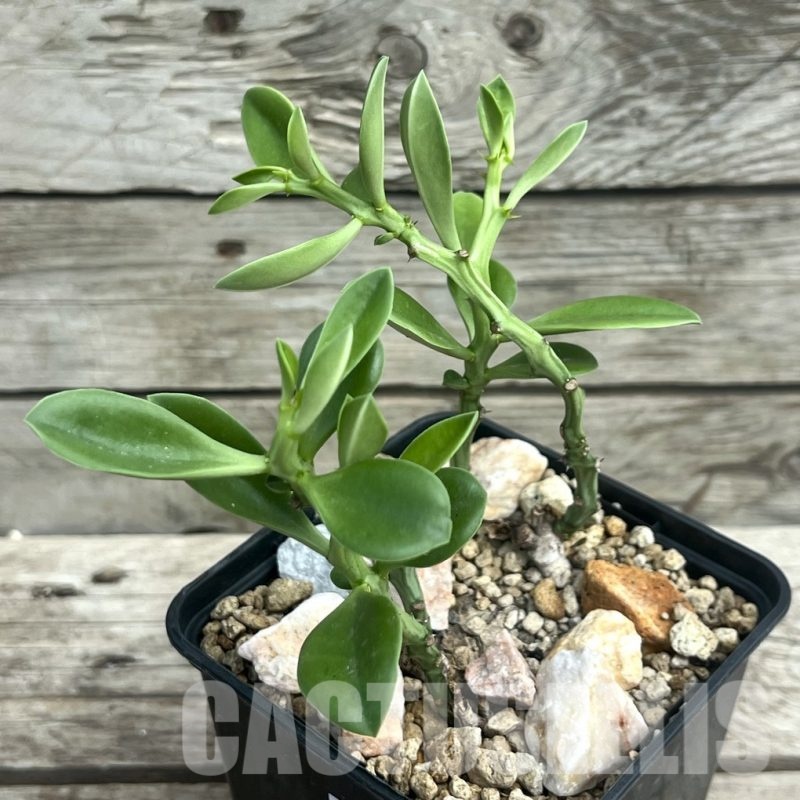 SHPR30305 Euphorbia platyrrhiza