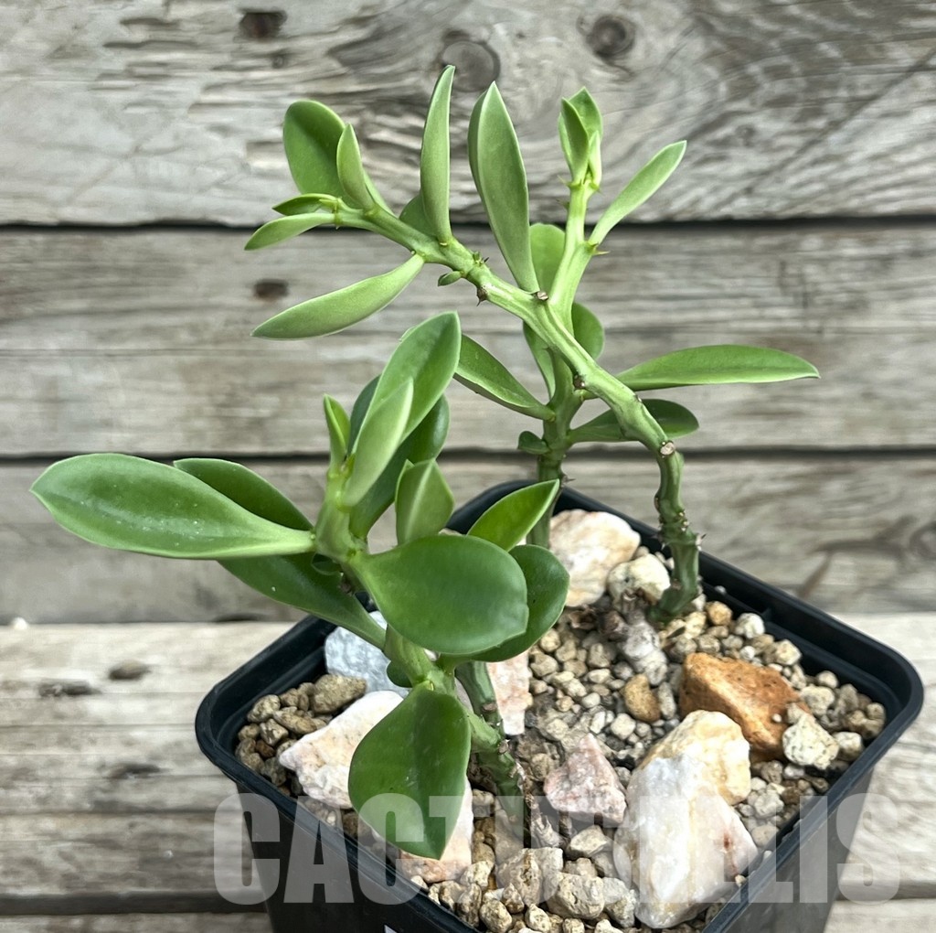 SHPR30305 Euphorbia platyrrhiza