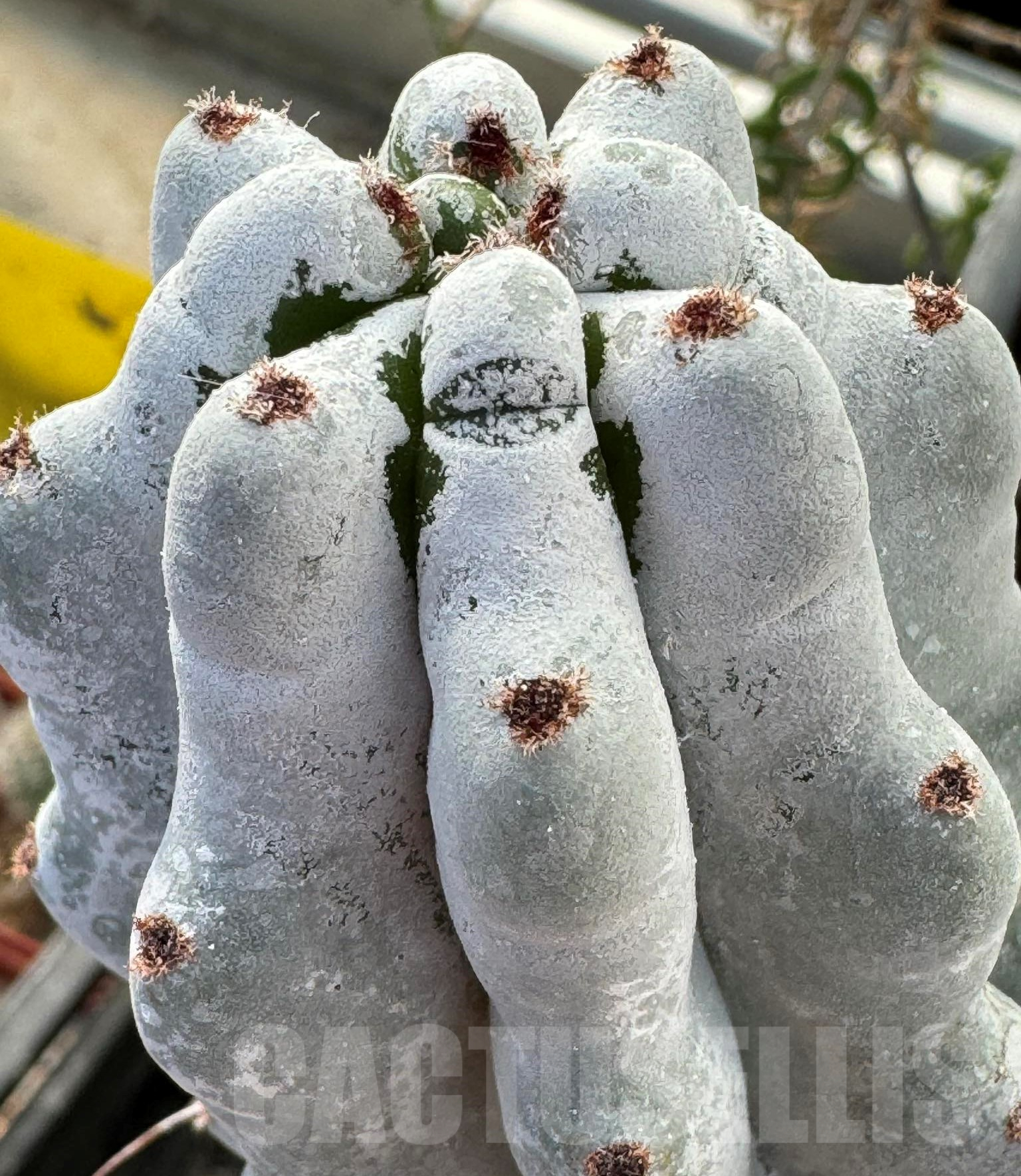 SHPR30037 Stenocereus beneckei