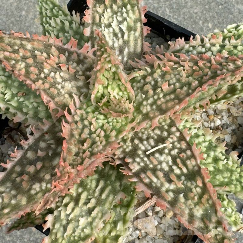 LOT709 10SEEDSAloe N12  harvest 2024