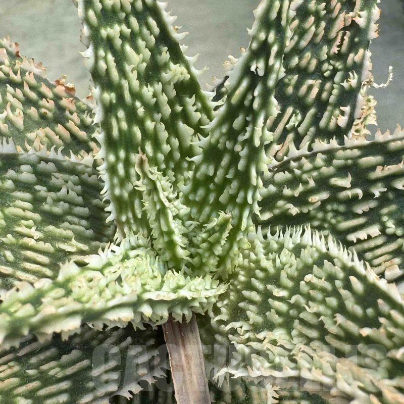 LOT714  20SEEDS Aloe N35 harvest 2024